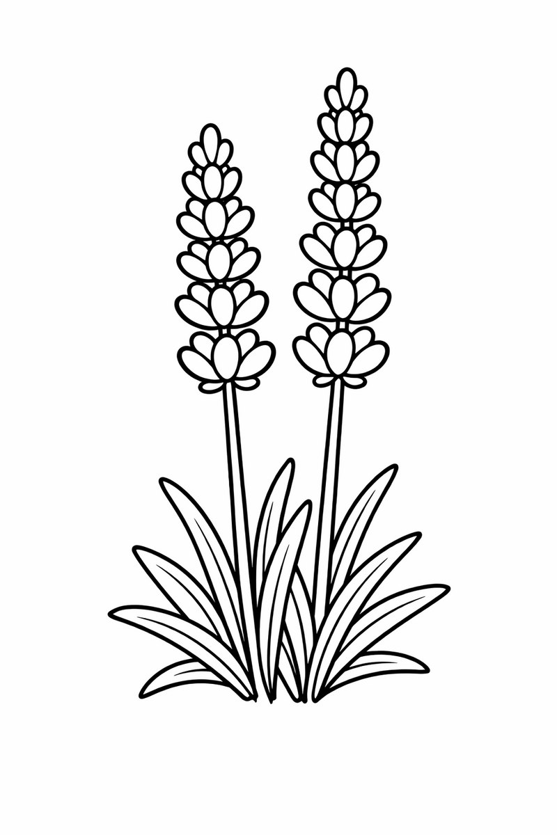 Two tall lavender stems rising in slim spikes crowded with tiny buds and thin leaves at the base coloring page